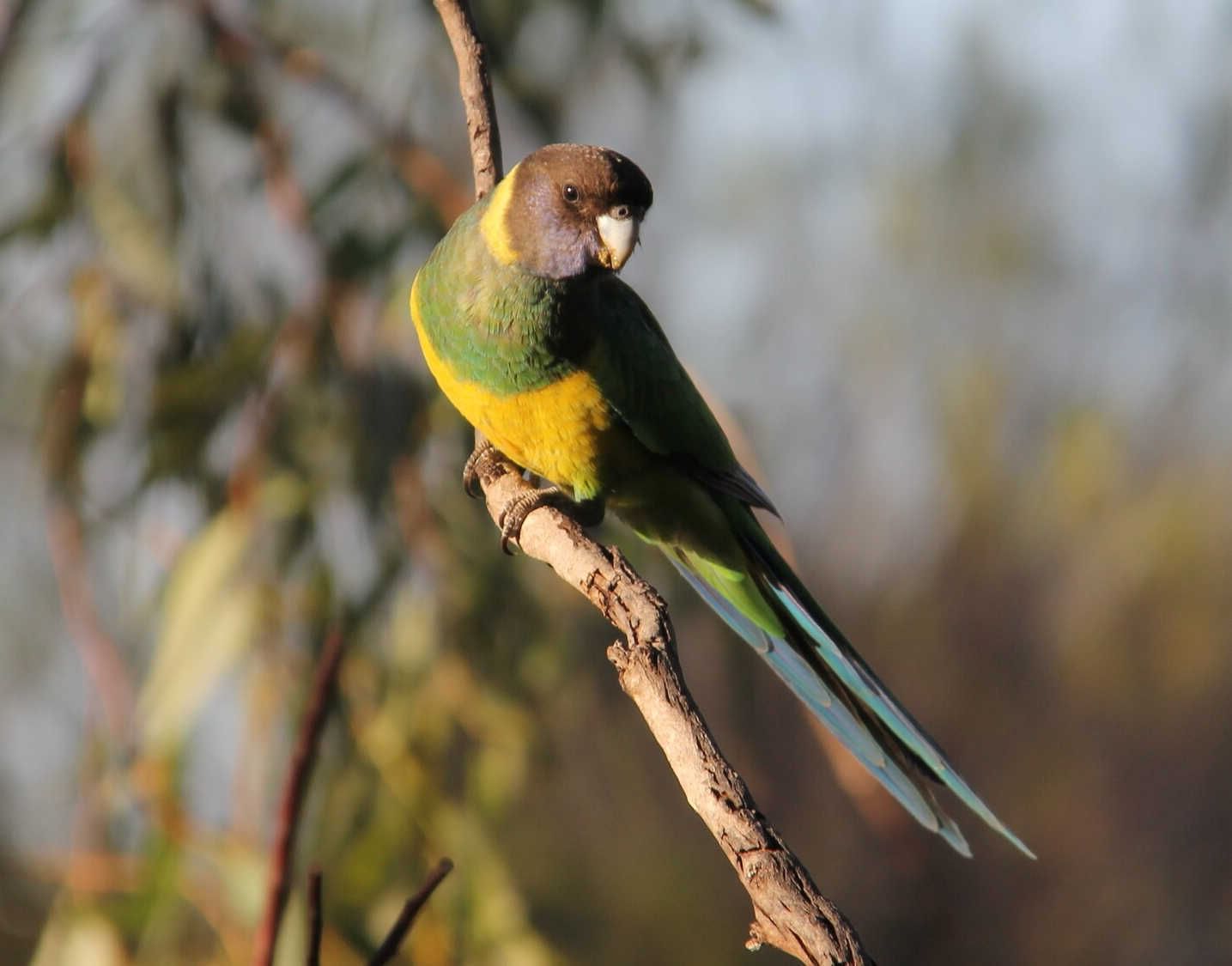 Australian Parrot